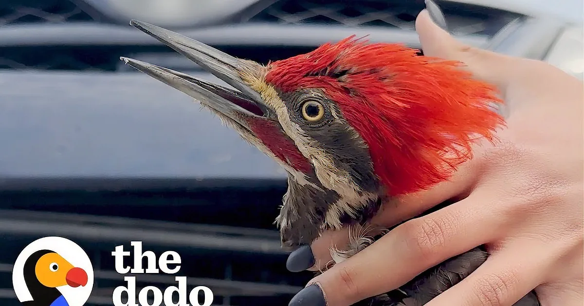 Daring Woodpecker Rescue From Car's Bumper