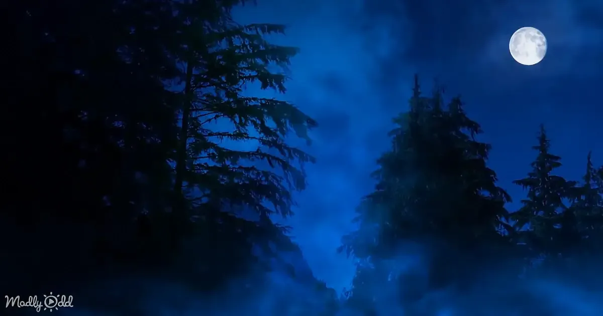 A full moon shines brightly in a dark blue night sky, surrounded by silhouetted evergreen trees.