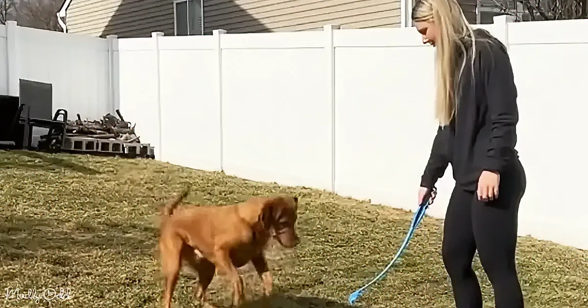 A woman in black walks a brown dog on a leash in a grassy yard with a white fence.