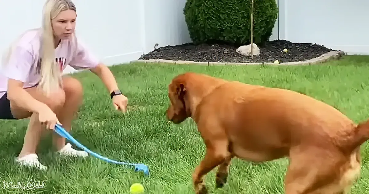 A woman crouches on grass, holding a leash, while a brown dog walks nearby, both focused on a tennis ball on the ground.