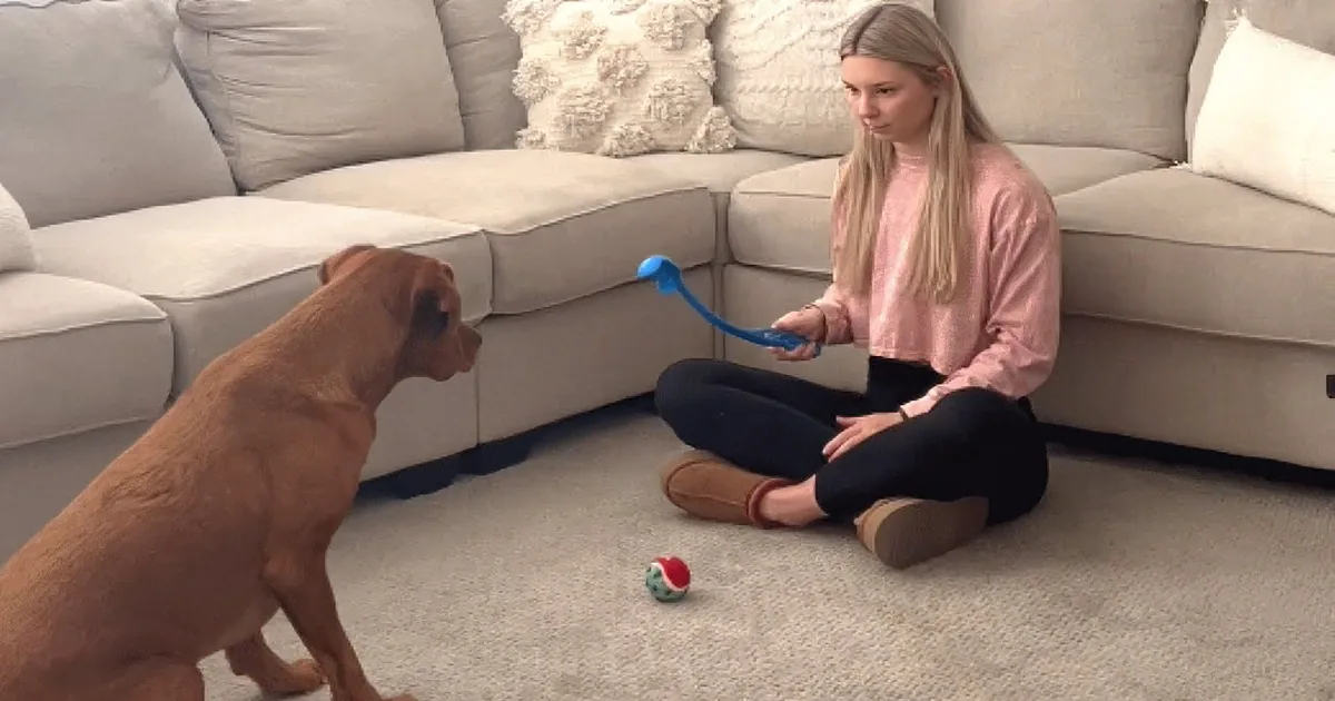 You'll Laugh Till It Hurts at This Dog's Goofy Tennis Ball Dance