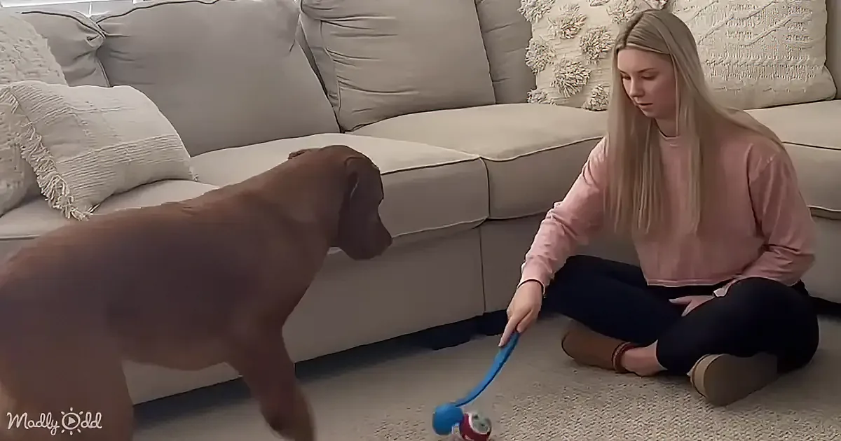 A woman sits on the floor playing with a dog using a toy.