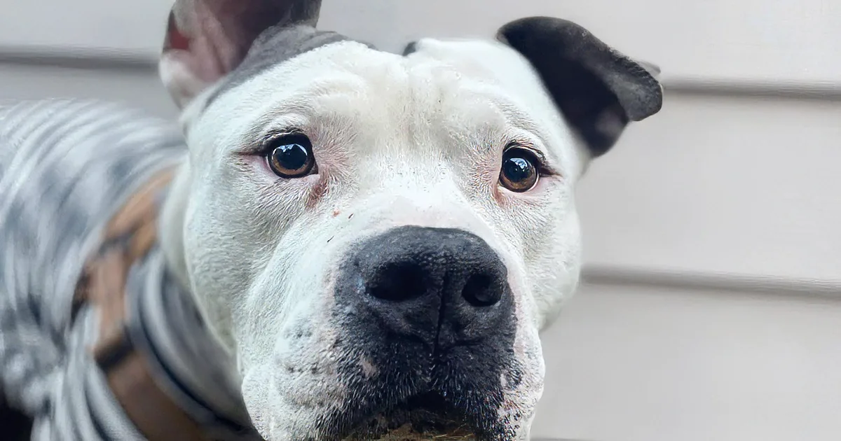 Unwanted Dog's Joyful New Life Will Bring Tears to Your Eyes