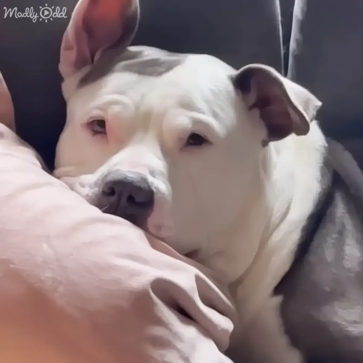 Two white dogs, one with floppy ears, cuddling together on a couch.