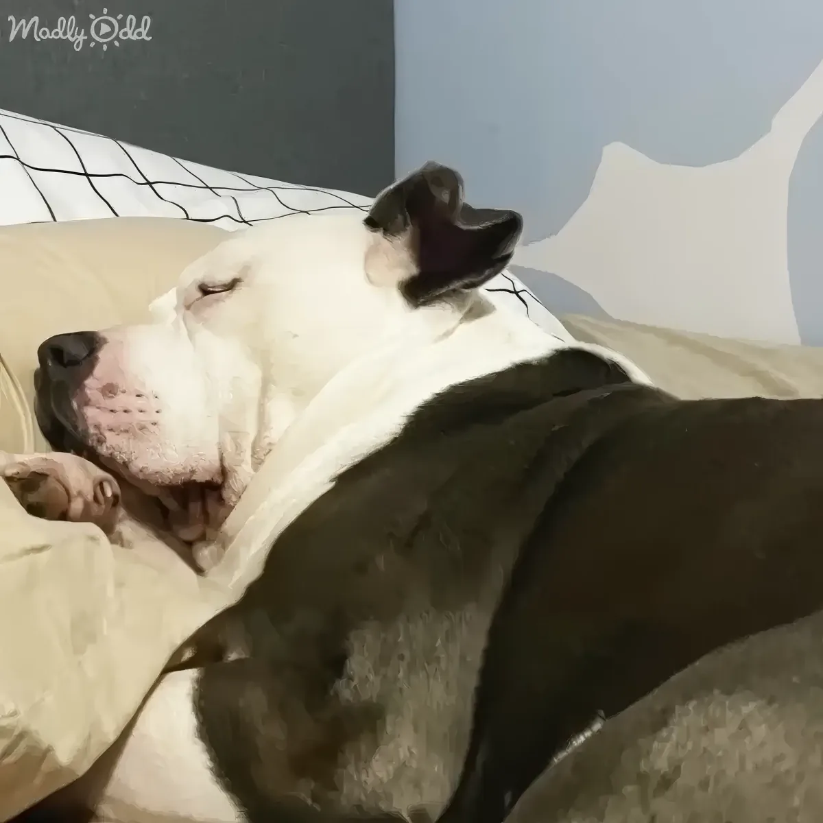 A white and black dog is peacefully sleeping on a bed with a checkered pillow.