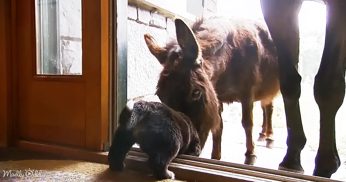 A donkey and a small dog are interacting near a glass door, with the dog looking up at the donkey.