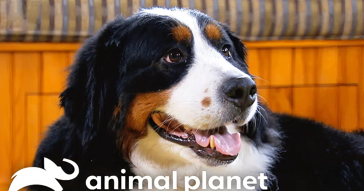 Precious Puppies Meet Their New Farm Home - Can You Handle the Cuteness?