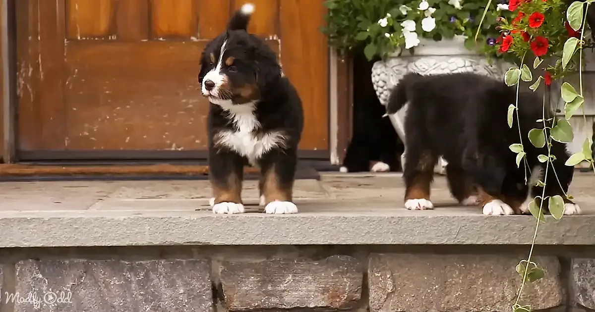 A person holds a small, adorable puppy with black, white, and brown fur.