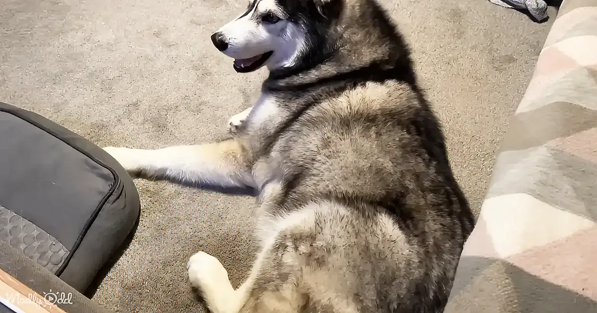 A happy husky dog is lying on a carpeted floor, basking in sunlight, with its front legs stretched out and a relaxed...