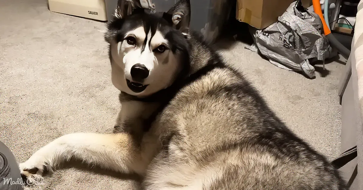 Husky''s Leg Malfunctioned in the Strangest Way Ever