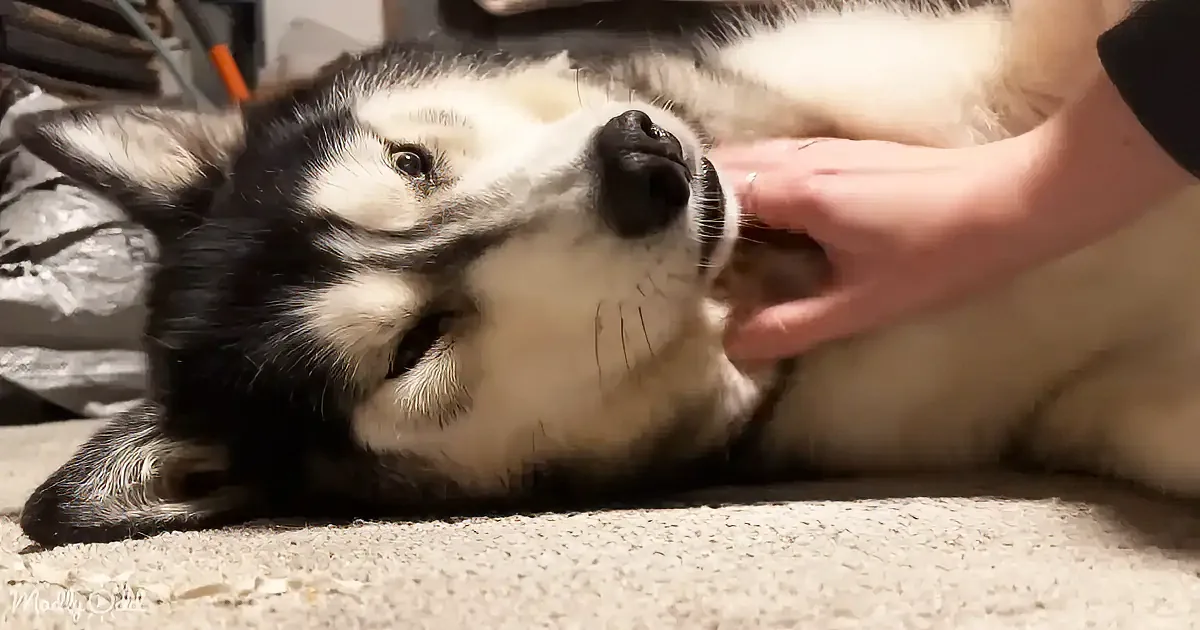 A relaxed husky dog lies on its back, enjoying a petting session on its chin.