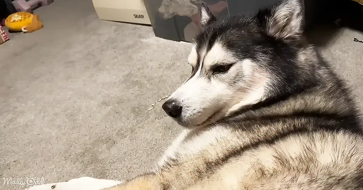 A relaxed husky with striking black and white fur rests on a carpeted floor, gazing to the side.