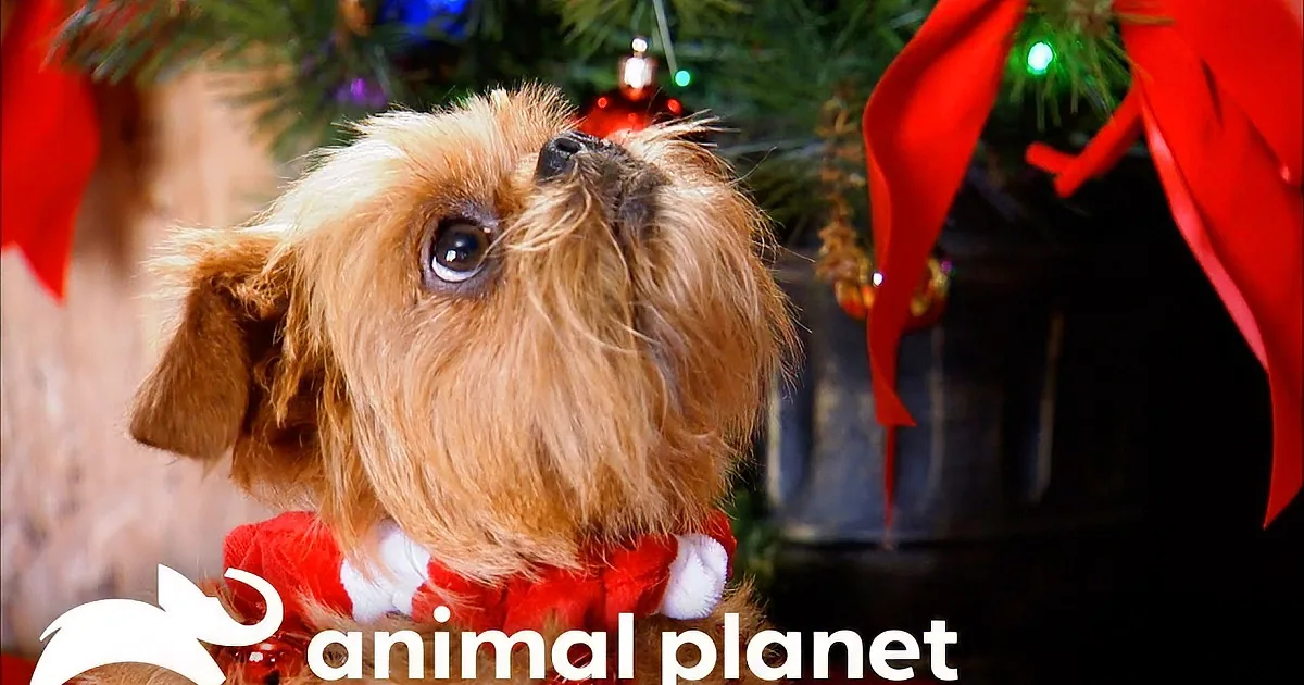 Adorable Brussels Griffon Celebrates Christmas