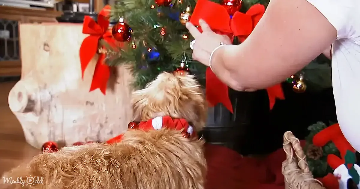 A fluffy dog wearing a festive collar sits near a decorated Christmas tree with red bows and ornaments.