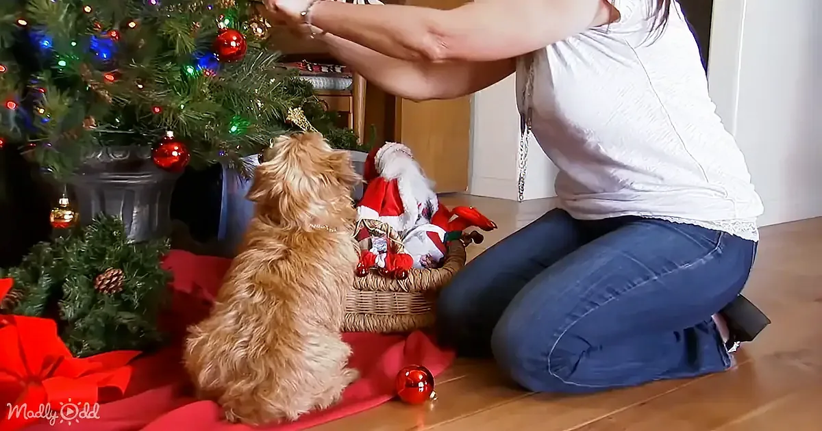 A fluffy brown dog wearing a festive red collar sits under a Christmas tree adorned with red ribbons and lights.