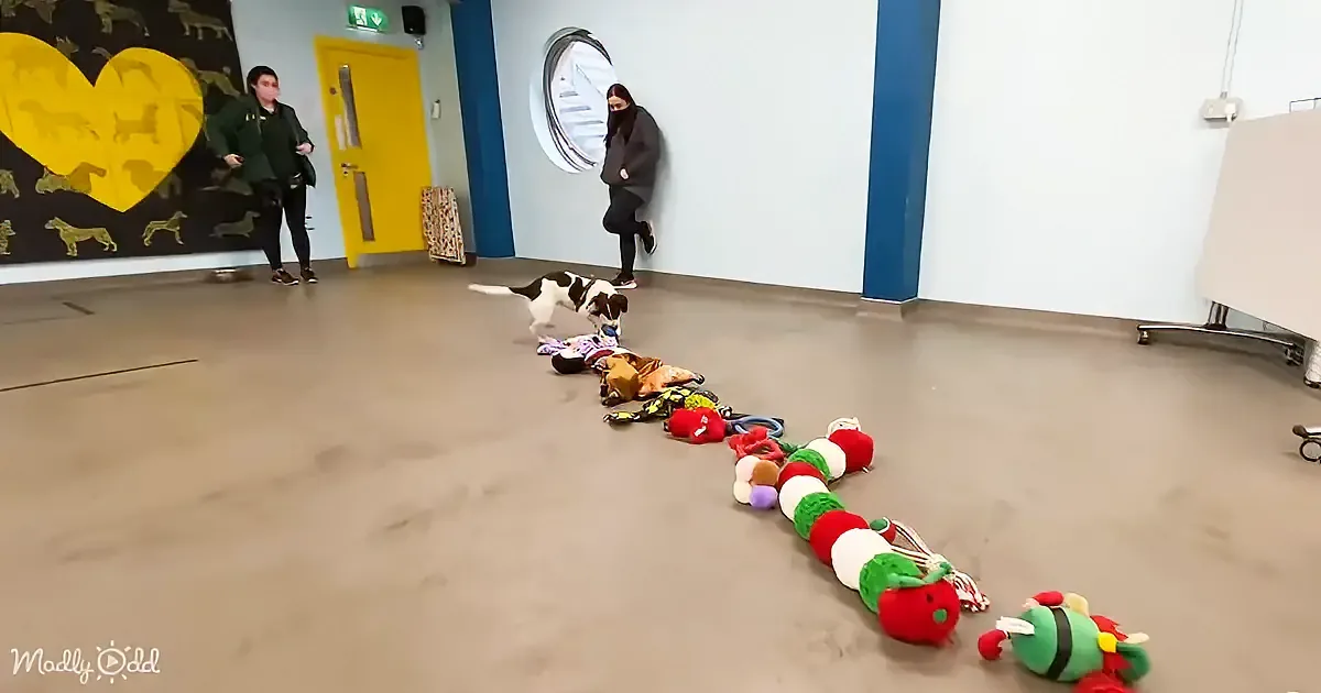 A dog explores a room filled with toys, while two people watch from the background.