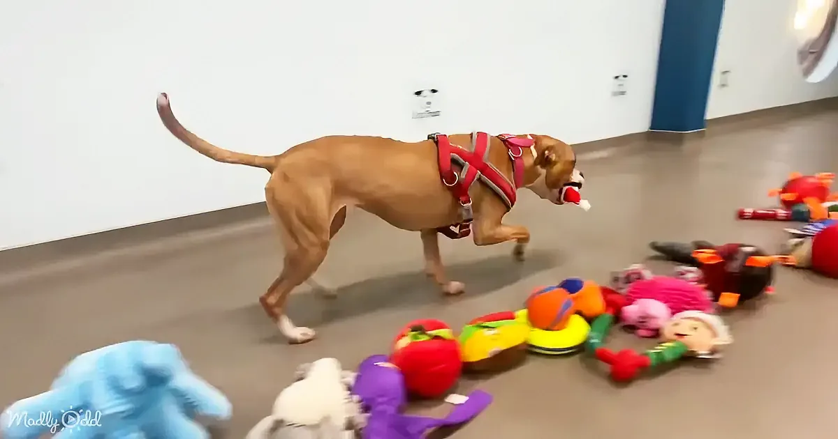 A dog in a harness runs past colorful toys on the floor, holding a red object in its mouth.