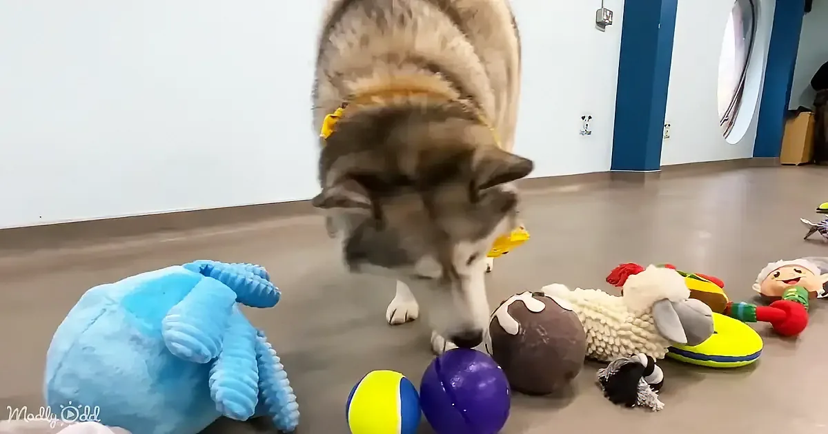 A husky dog sniffs a variety of colorful toys on the floor in a playful indoor setting.