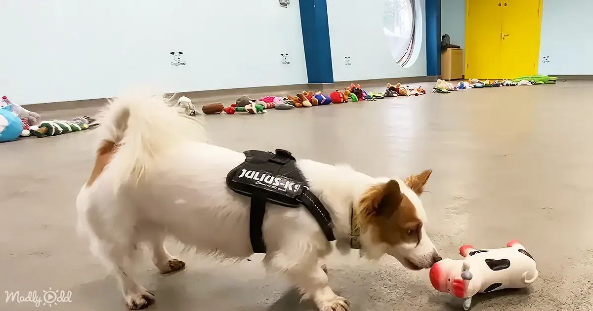A white and brown dog wearing a Julius-K9 harness plays with a toy cow on a floor surrounded by scattered toys.