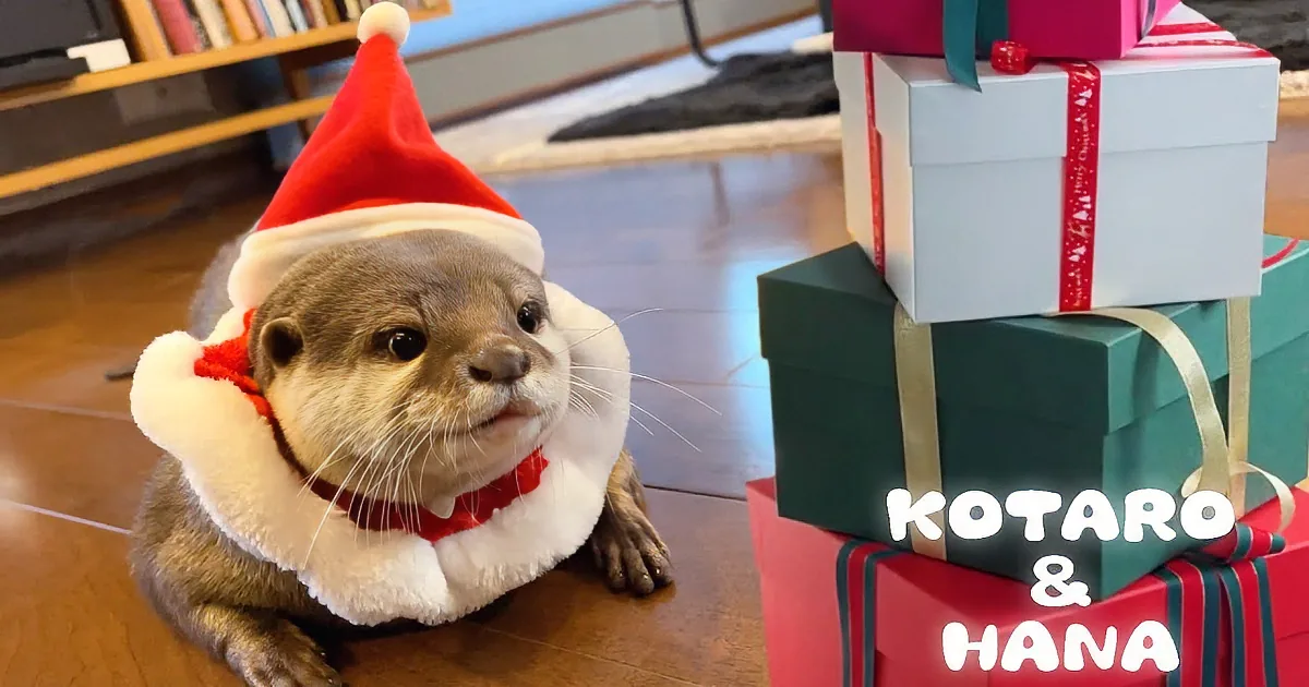 Otters Excitedly Open Presents on Christmas Morning