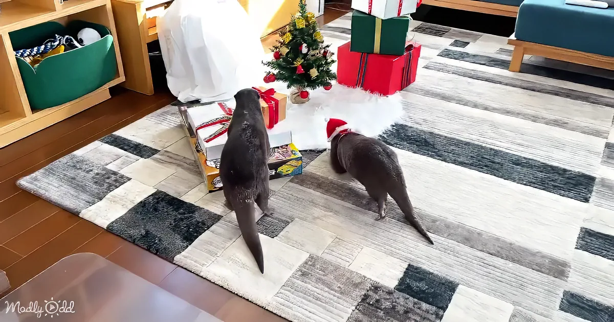 Two dogs, one in a Santa hat, explore a festive room with a Christmas tree and presents.