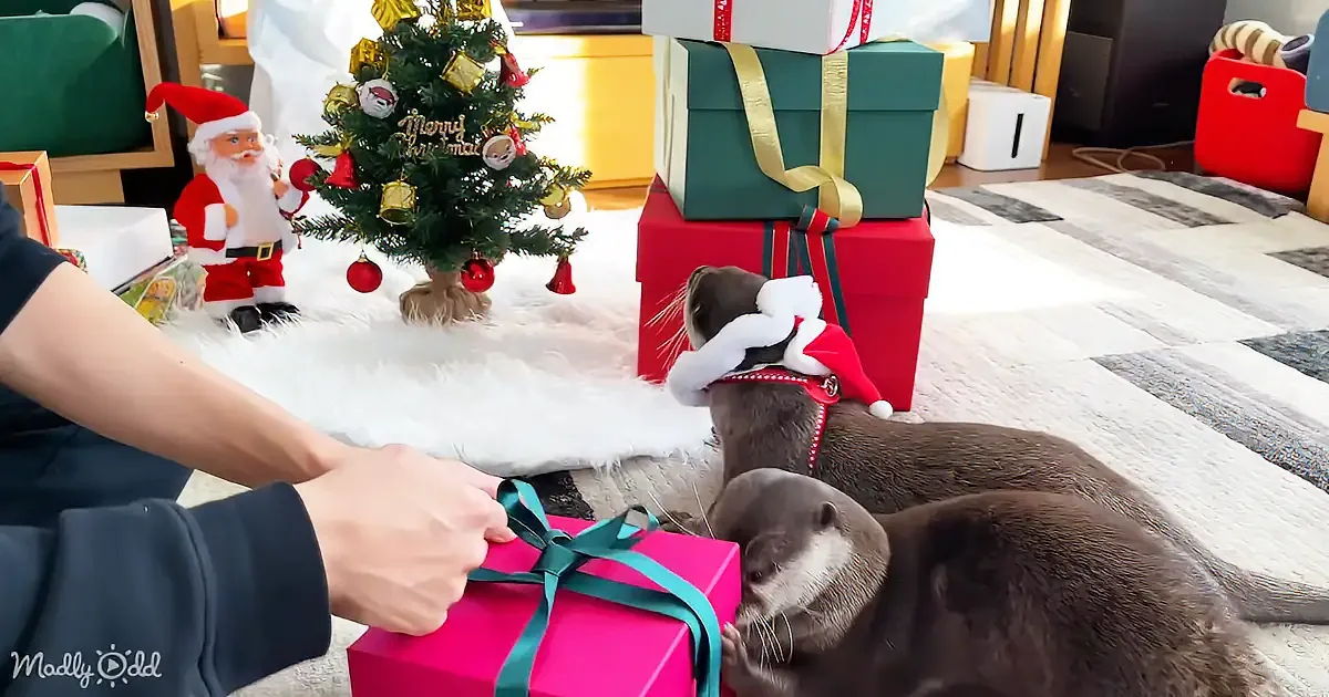 Two otters in Santa hats sniff a pink gift box as a person holds the ribbon.