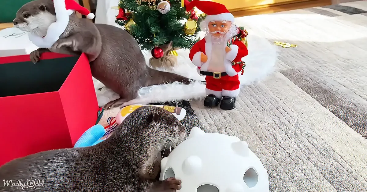 Two otters wearing Santa hats explore a festive scene with a Christmas tree and toys.