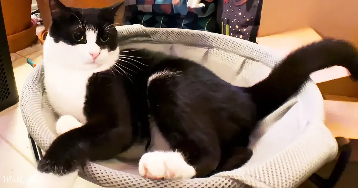 A black and white cat lounges comfortably in a mesh pet bed, looking relaxed.