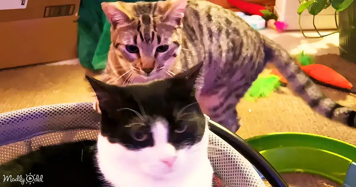 A black and white cat sits in a chair, with a striped cat behind it, both looking forward.