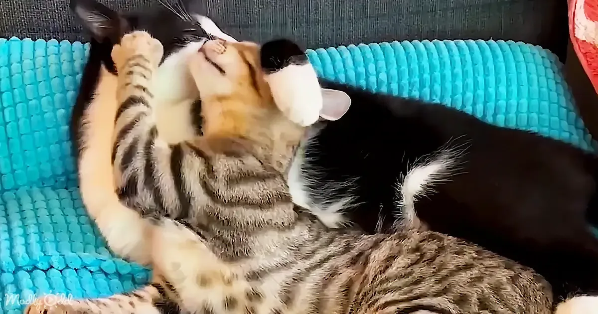 Kittens Loving Reaction to New Brother Warms Hearts