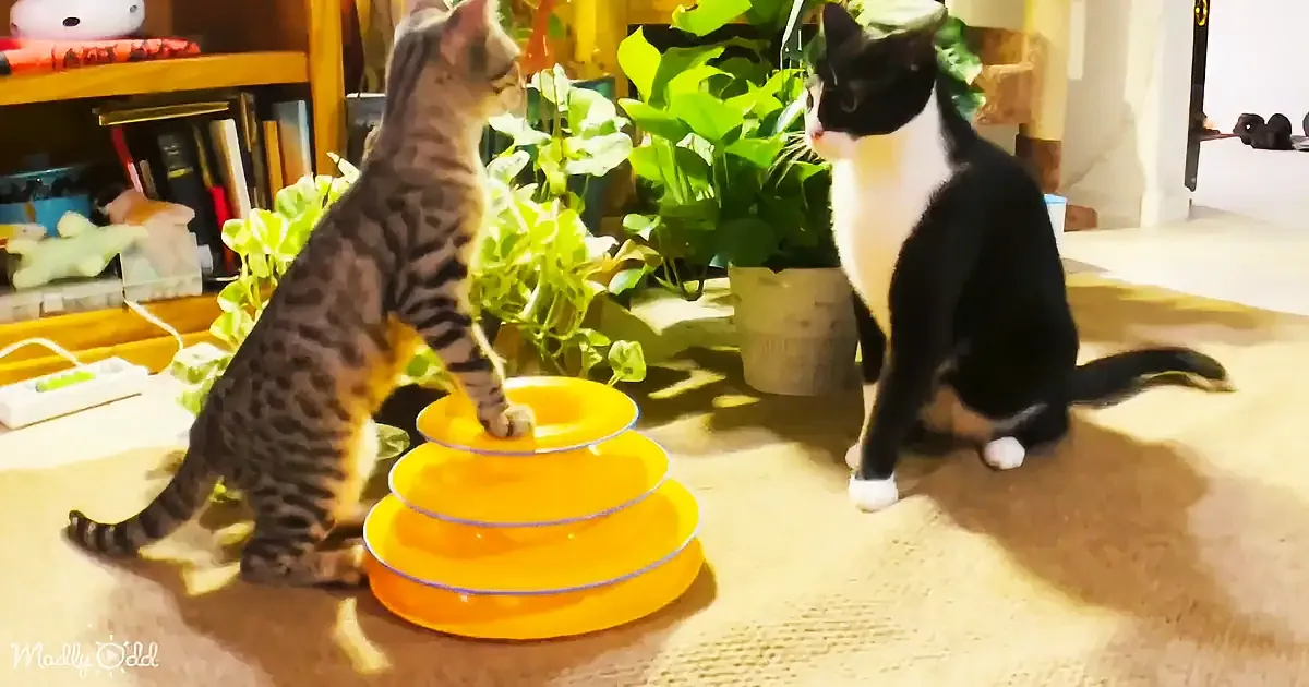 A tabby kitten climbs a yellow cat toy while a black and white cat watches attentively.