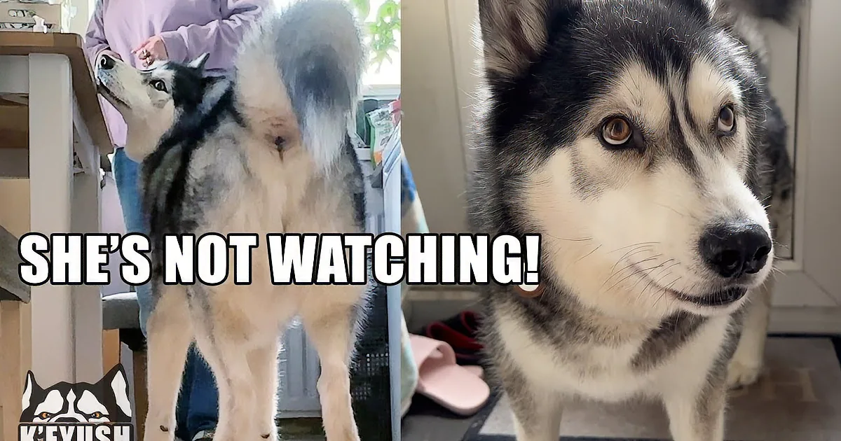 A husky dog with a black and white coat is sitting indoors, looking to the left.