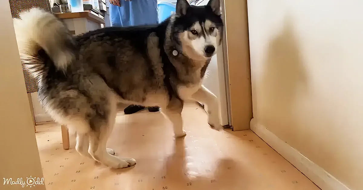 A husky dog stands on a wooden floor, looking slightly to the side with a curious expression.