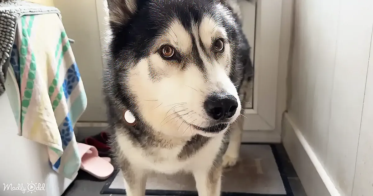 A husky dog with striking brown eyes and a black and white coat stands indoors near a towel and slippers.