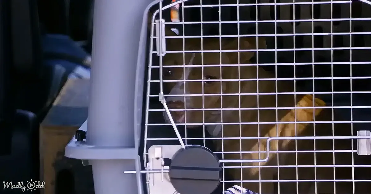 A dog peers through the bars of a white wire cage, looking out.