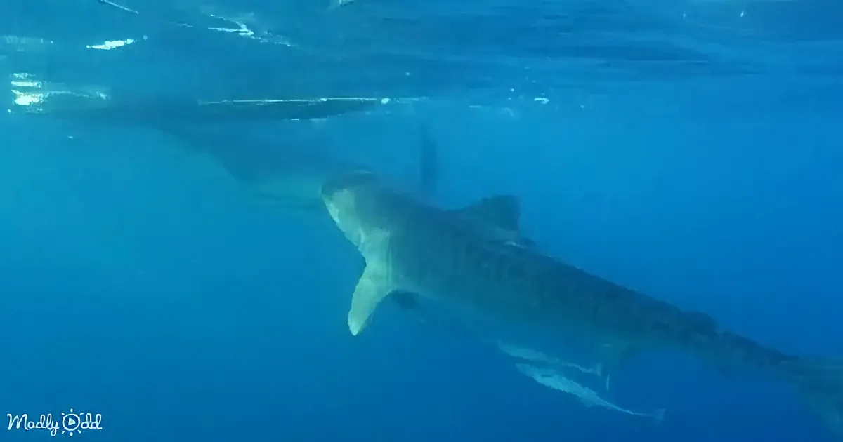A large shark swims gracefully in clear blue water, surrounded by smaller fish.