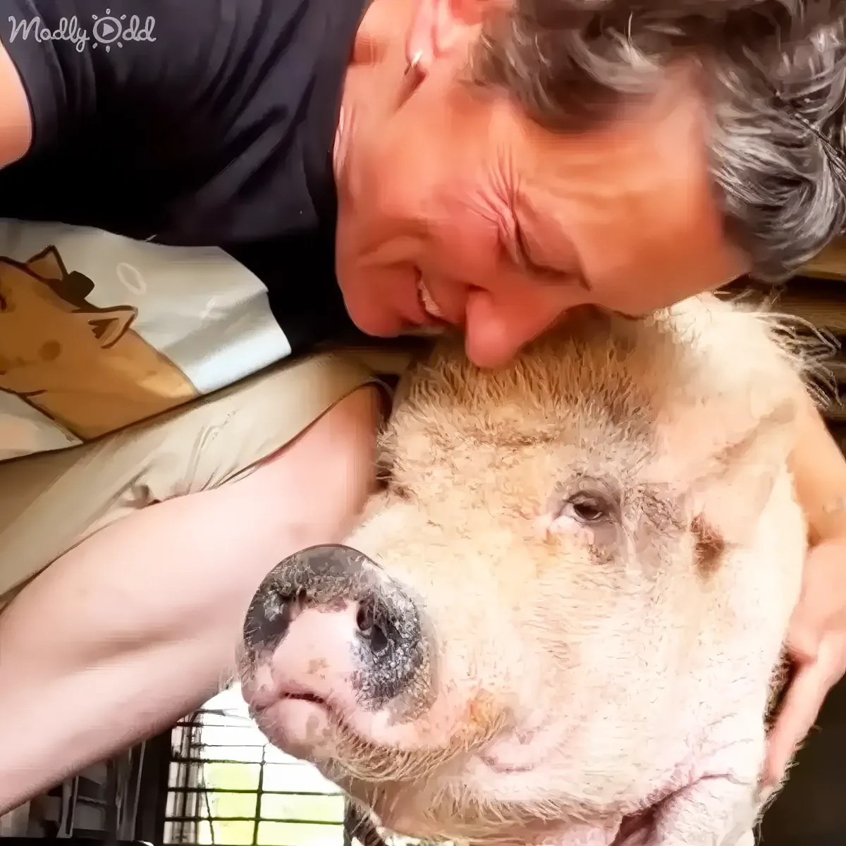 A person is affectionately kissing a pig, showing a tender moment of connection.