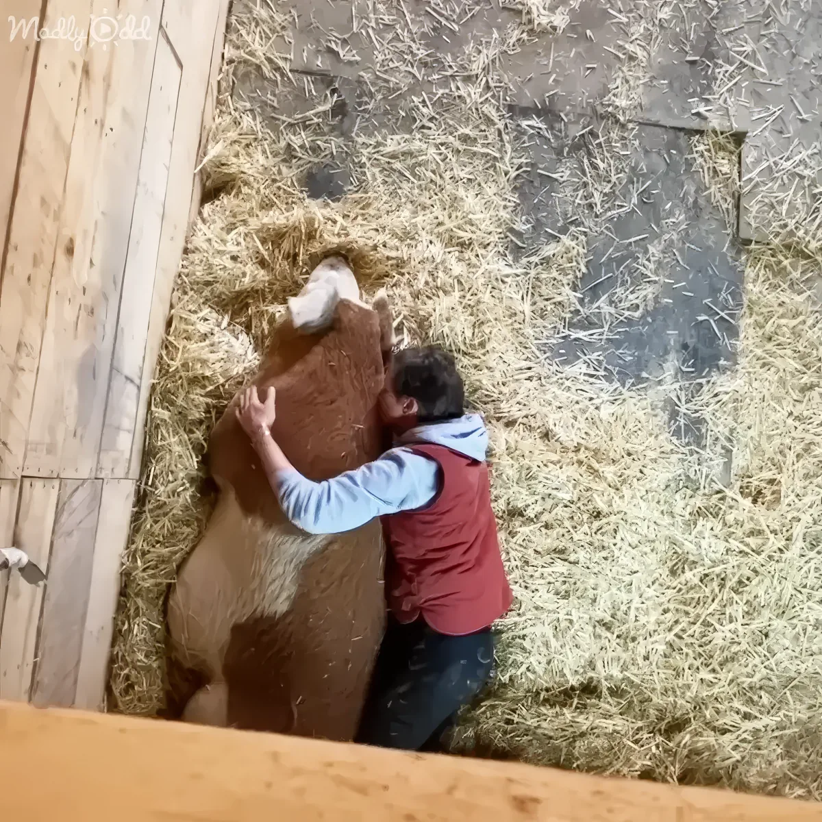 A person in a red vest and blue shirt is lying on hay, interacting with a large, light brown animal.