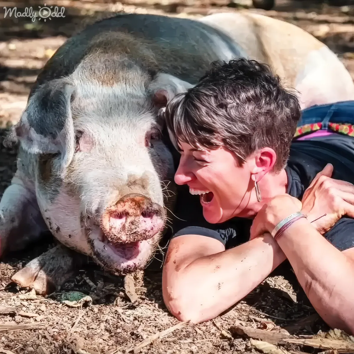 A woman lies on the ground, laughing, with a muddy pig resting its head on her arm.