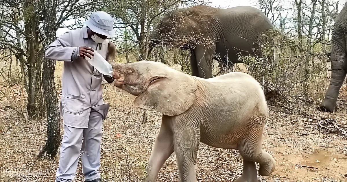 A baby elephant interacts with a person in a white uniform in a natural setting.