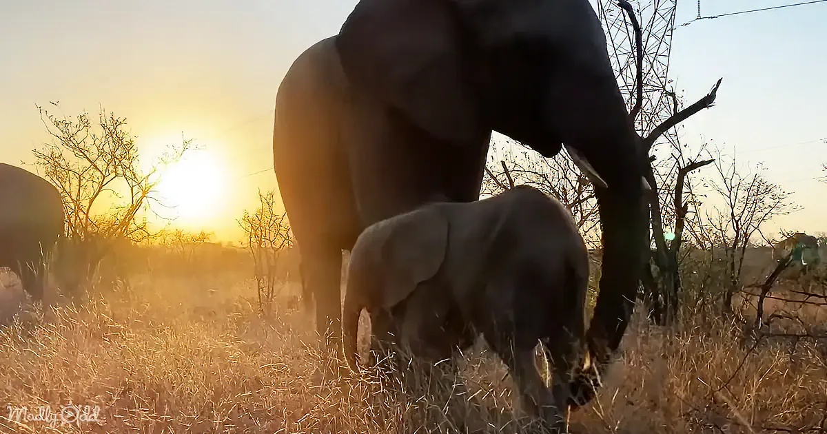 A majestic elephant and its calf graze in a golden field as the sun sets behind them.