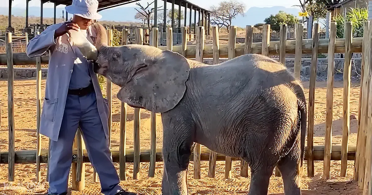 The Bond Between an Elephant Calf and Her Caretaker