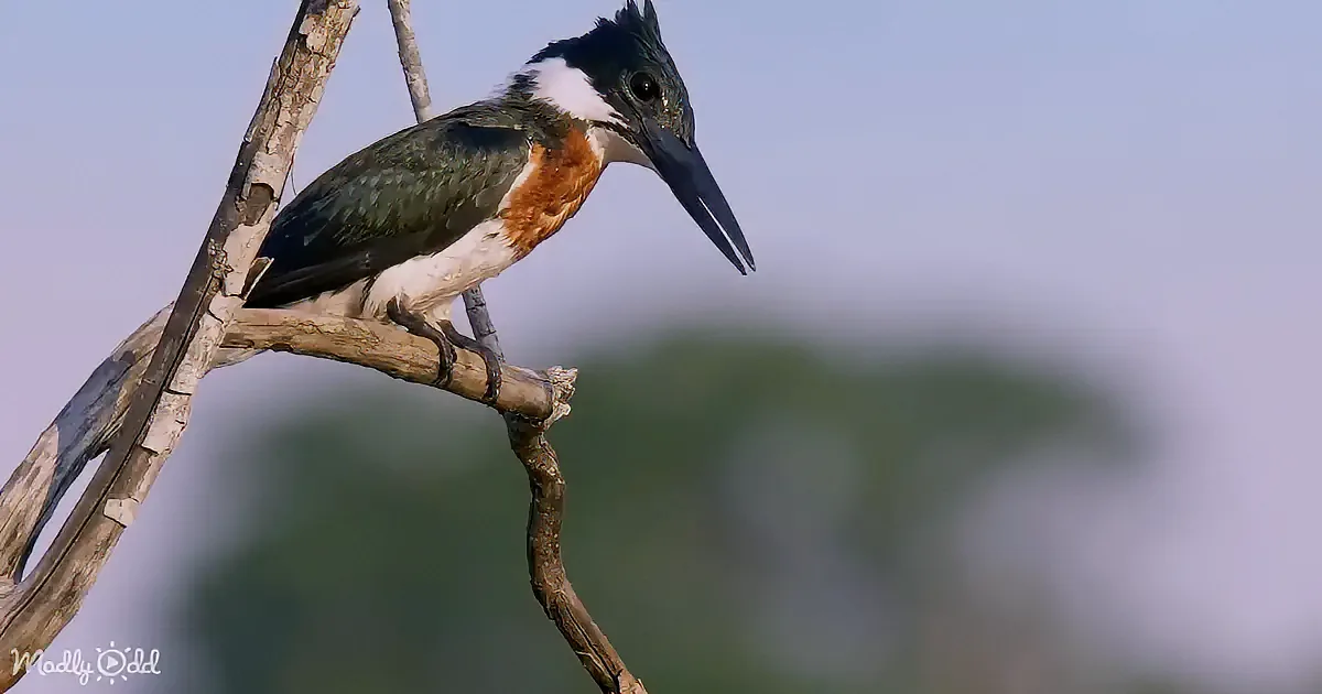 A Belted Kingfisher perches on a branch, showcasing its distinctive black, white, and chestnut plumage.