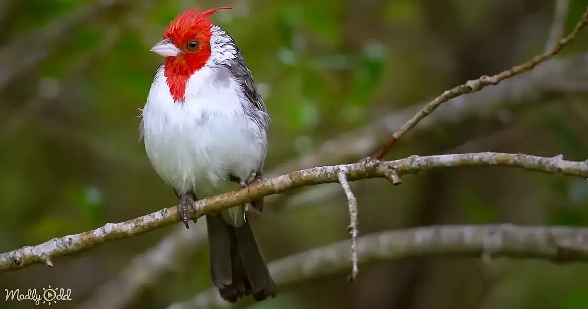 A red-capped cardinal perches on a branch, showcasing its vibrant red crest and white chest.