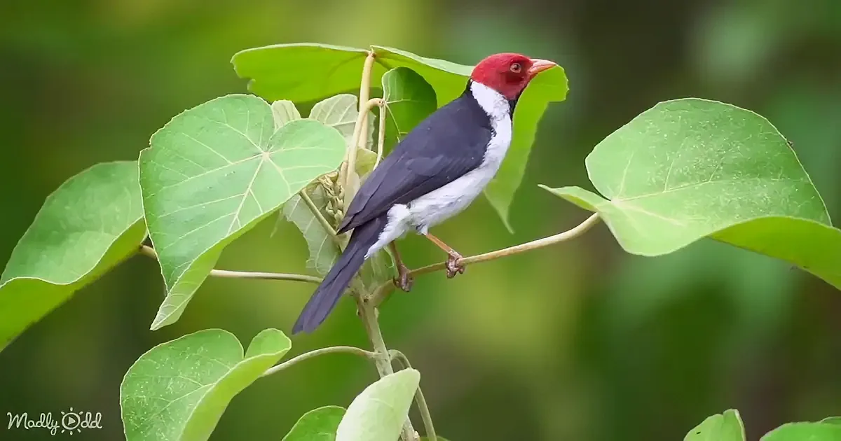 A red-headed bird perches on a branch surrounded by green leaves.
