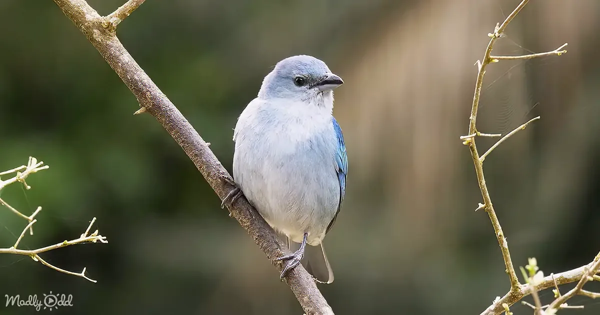 Birdsong Set to Relaxing Nature Visuals - the Perfect Stress Relief