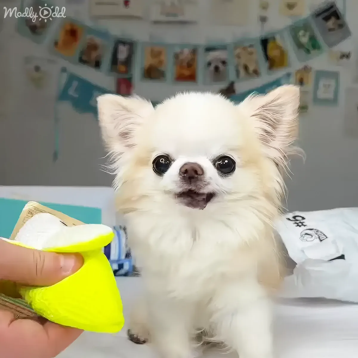 A fluffy white dog with big eyes looks at a hand holding a yellow object.