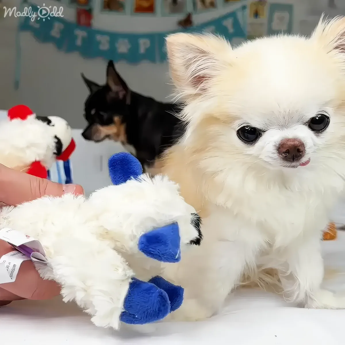 A fluffy white dog with a blue and white stuffed toy, while a black dog looks on in the background.
