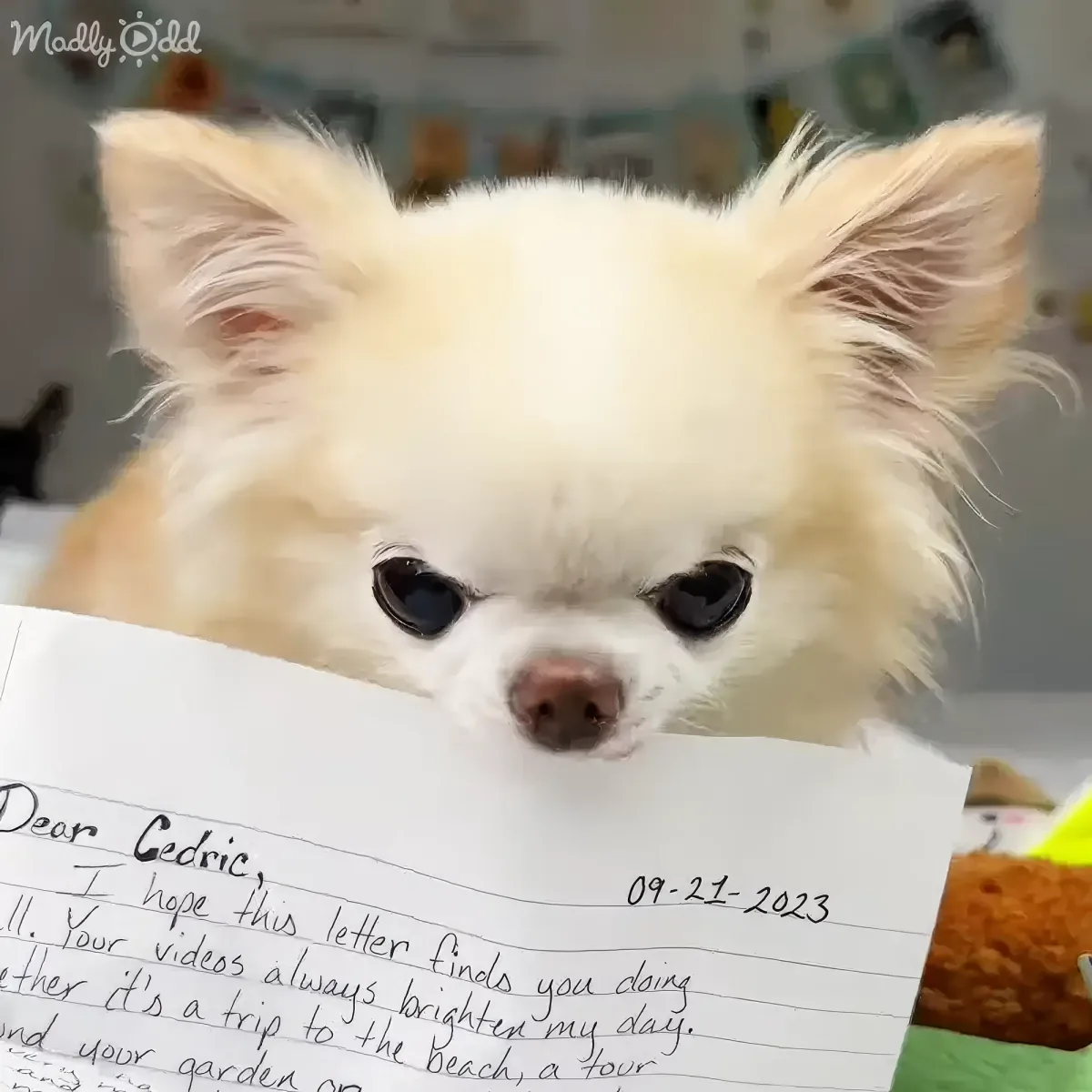A fluffy white dog holds a handwritten note with a date and message, looking up at the camera.