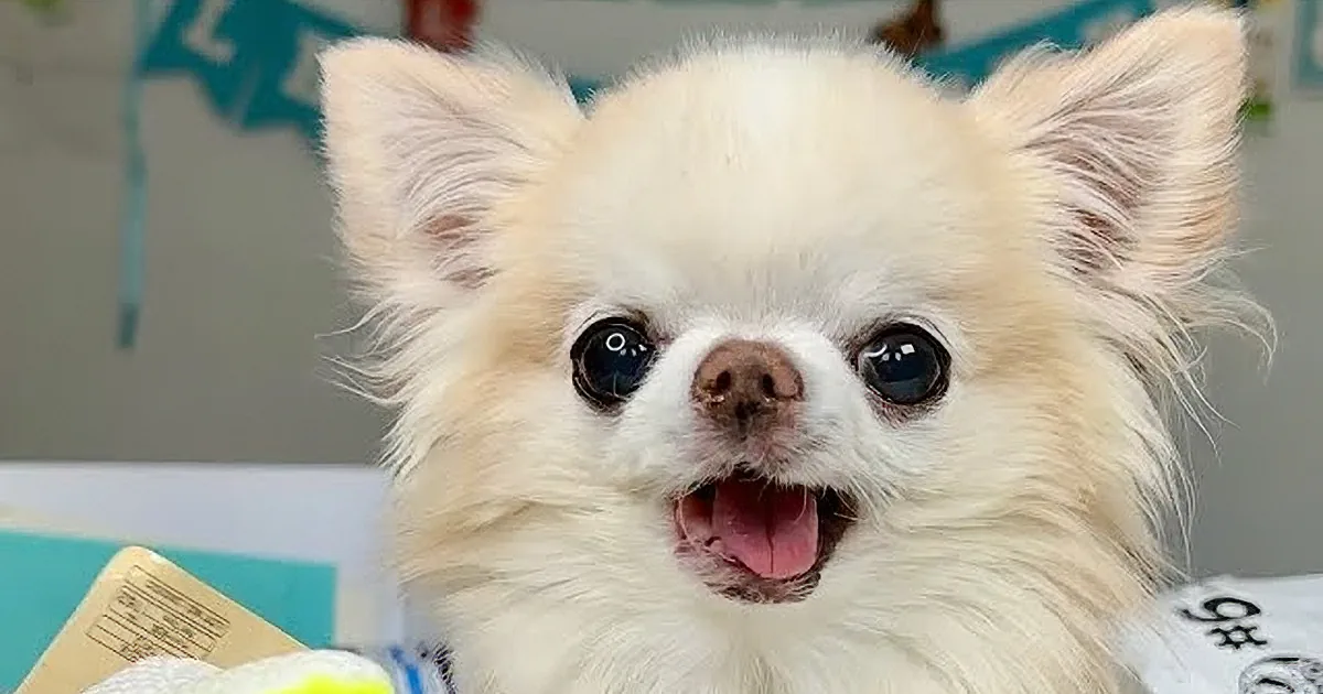 Rescue Pup Bursts Into Adorable Song When He Gets the Surprise of His Dreams